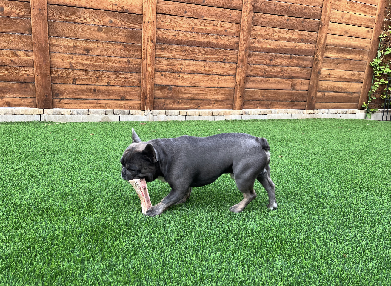 Rib Bones / Dog Bones