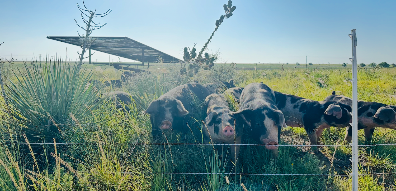 Pasture-Raised Pork