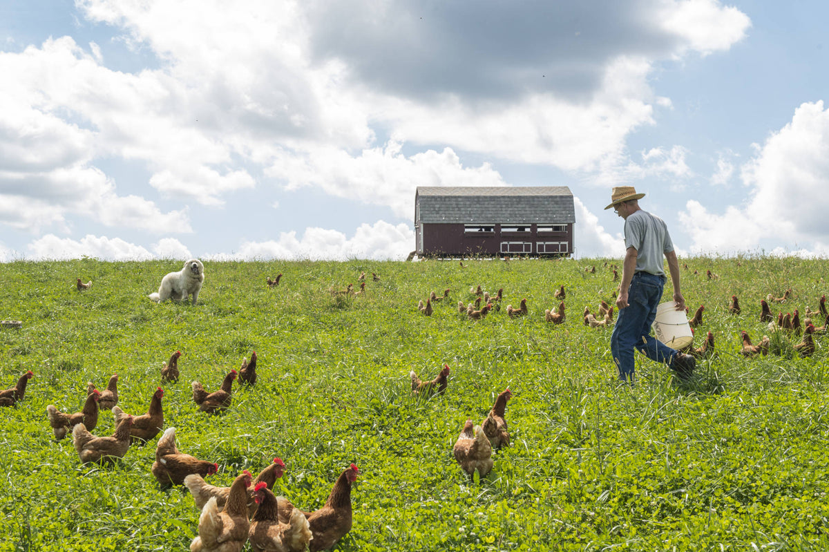Pasture-Raised Chicken
